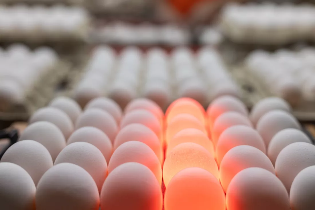 Hen eggs screened with red light on a hatchery line.