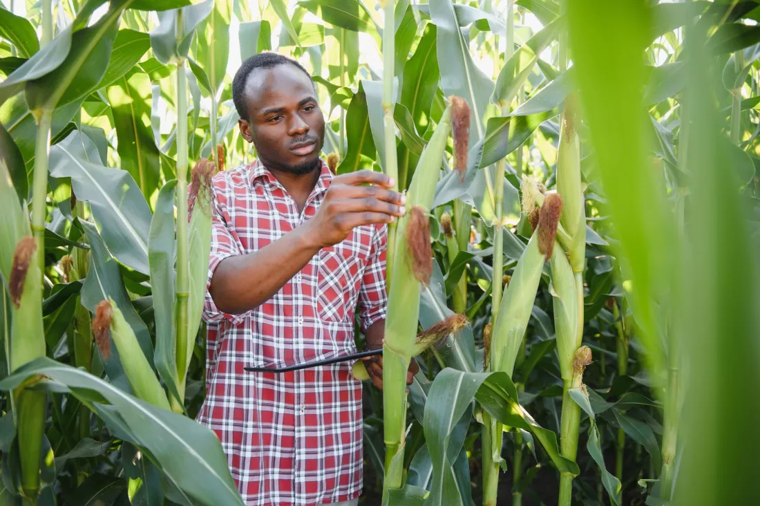 A young farmer inspects cobs of maize in a field.
