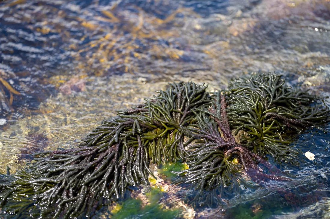 Edible seaweed growing on rocks in the ocean, ready to be harvested