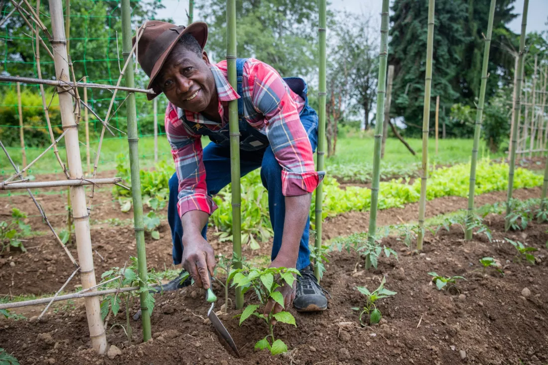 African farmer planting a tomato seedling in his field