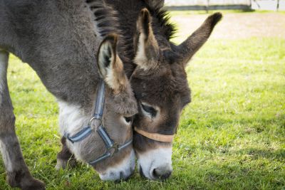 Mules lead the way in intelligent animal league table